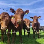 Hébergement de vacances Biohof Prannleithen - Knusperhaus *