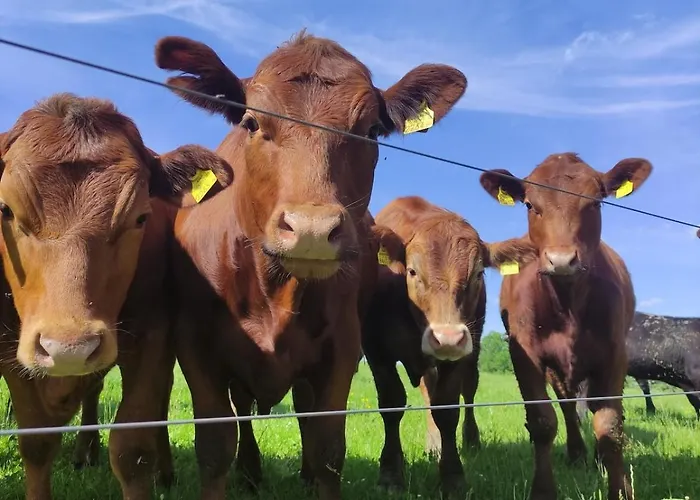 בית נופש Biohof Prannleithen - Knusperhaus *