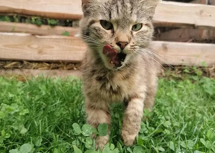 בית נופש Biohof Prannleithen - Knusperhaus *
